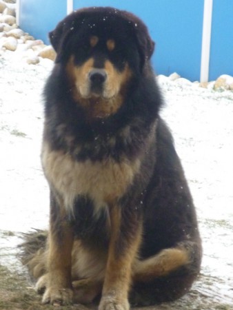 YELLOW Henriet´s garden,(DALOU x RAMILA)